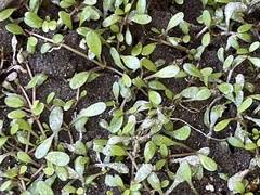 Glossostigma elatinoides