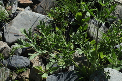 Heracleum freynianum