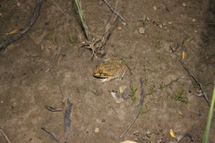 Ranoidea novaehollandiae