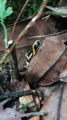 Dendrobates truncatus