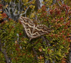 Melitulias graphicata