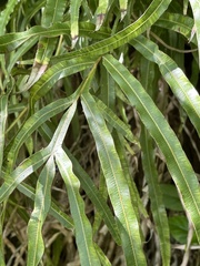 Pteris cretica