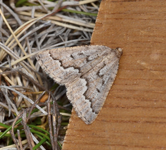 Hypsitropha euschema