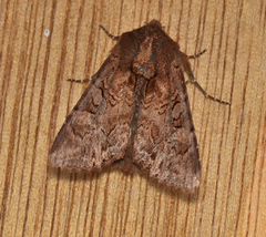 Neumichtis iorrhoa