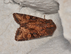Neumichtis iorrhoa