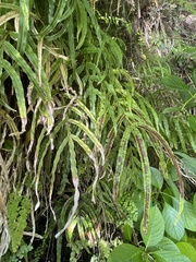 Pteris cretica