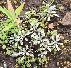 Hesperevax sparsiflora