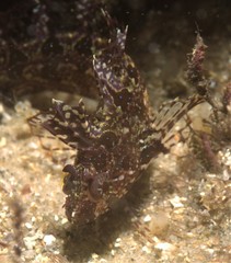 Heteroclinus roseus