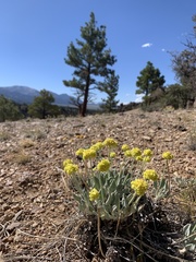 Eriogonum alexanderae