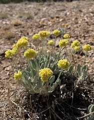 Eriogonum alexanderae