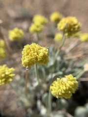 Eriogonum alexanderae