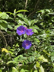 Ipomoea indica