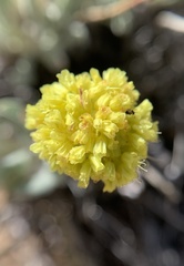 Eriogonum alexanderae