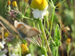 Matricaria