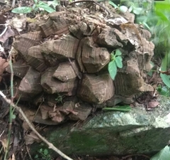 Dioscorea mexicana