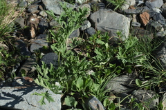 Heracleum freynianum