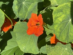 Tropaeolum majus
