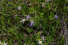 Calectasia intermedia