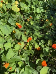Tropaeolum majus