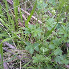 Alchemilla procumbens