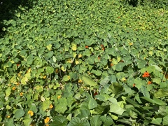 Tropaeolum majus