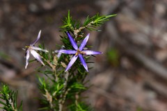Calectasia intermedia