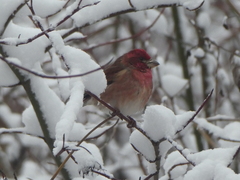 Haemorhous purpureus californicus