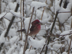Haemorhous purpureus californicus