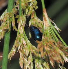 Arsipoda chrysis