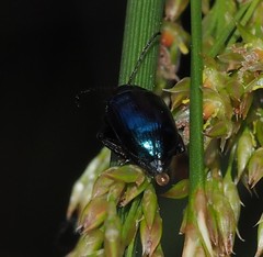 Arsipoda chrysis