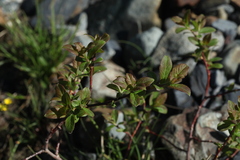 Salix caucasica