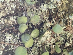 Pyrrosia eleagnifolia