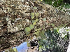 Pyrrosia eleagnifolia