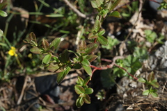 Salix caucasica