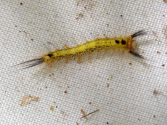 Nataxa flavescens