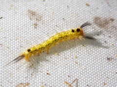Nataxa flavescens