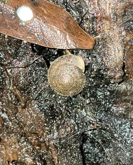 Vespericola marinensis