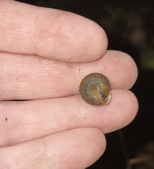 Vespericola marinensis