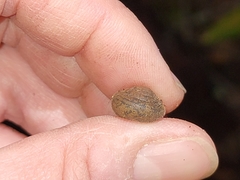 Vespericola marinensis