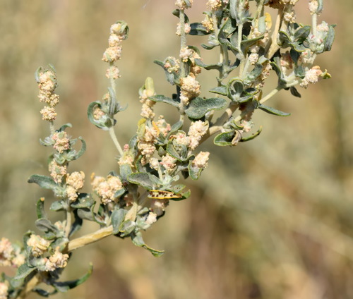 Krascheninnikovia ceratoides (L.) Gueldenst.