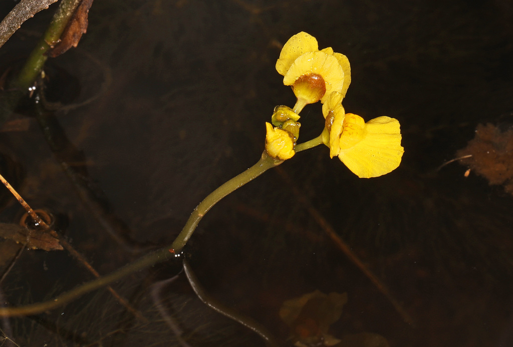 Utricularia foliosa L. 3