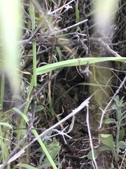 Sceloporus occidentalis