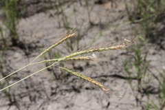 Dichanthium fecundum