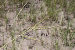 Dichanthium fecundum