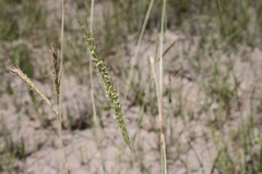 Dichanthium fecundum