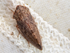 Smicrocotis