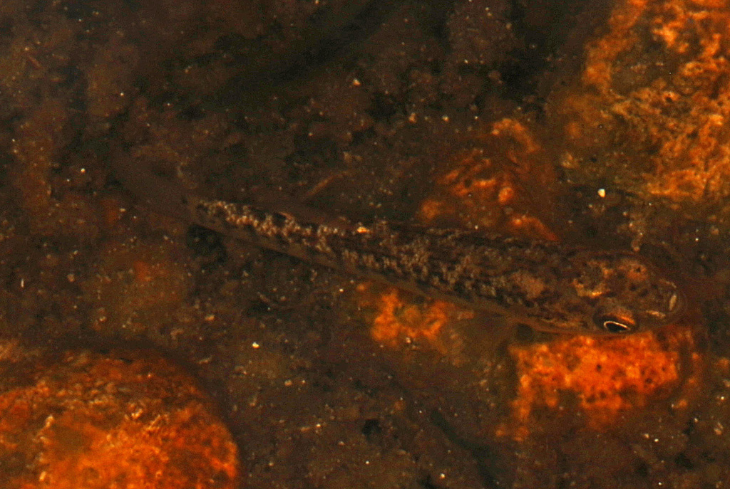Marsh Killifish