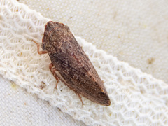 Smicrocotis