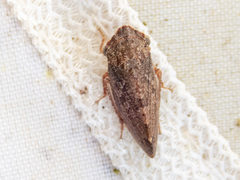 Smicrocotis