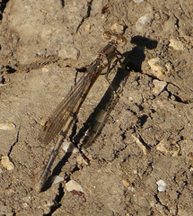 Argia nahuana